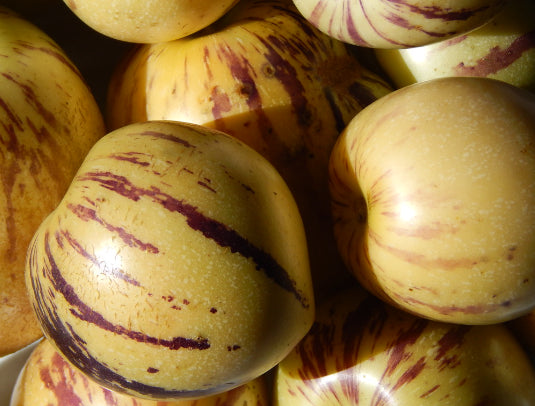 Solanum muricatum Gold (Pepino) (Cameron Apple)