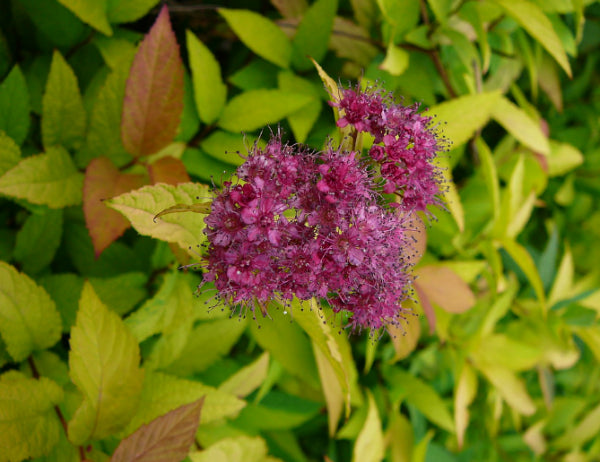 Spiraea japonica Gold Flame