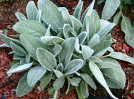 Stachys byzantina Lambs Ears