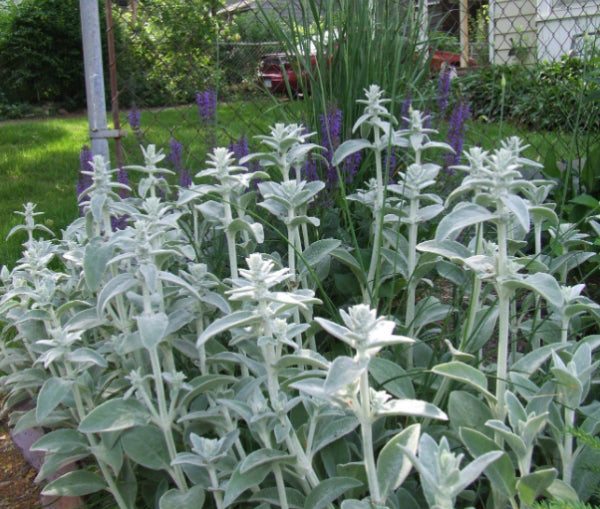 Stachys lanata Lambs Ears