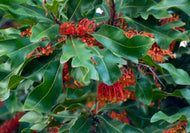 Stenocarpus sinuatus