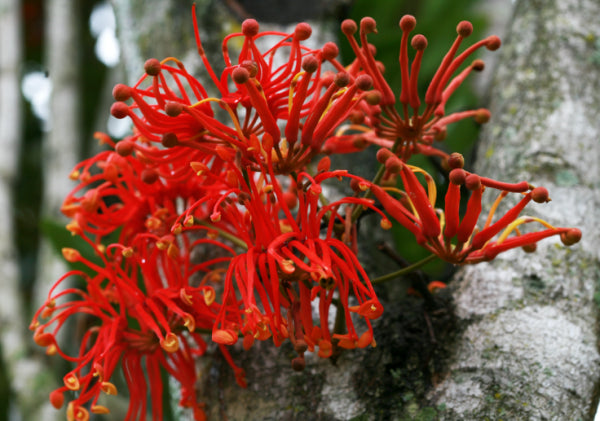 Stenocarpus sinuatus