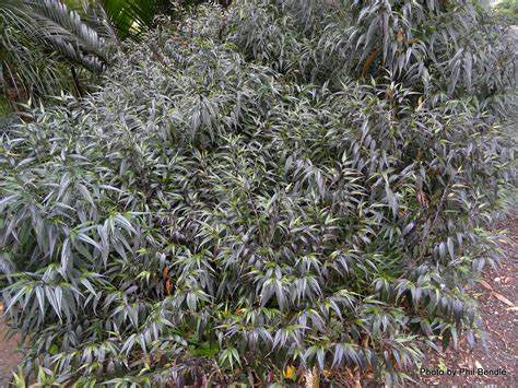 Strobilanthes anisophyllus Goldfussia