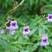 Load image into Gallery viewer, Strobilanthes anisophyllus Goldfussia
