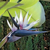 Strelitzia nicolai
