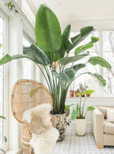 Load image into Gallery viewer, Strelitzia nicolai
