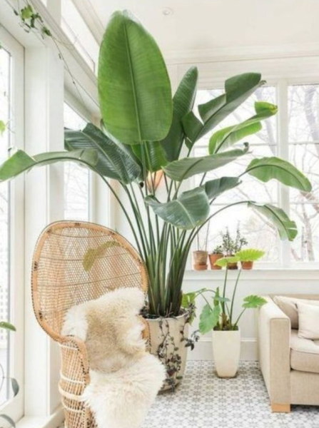 Strelitzia nicolai