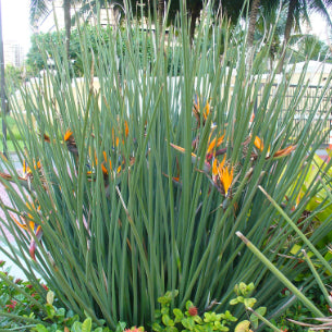 Strelitzia parvifolia var. juncea