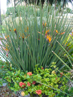 Strelitzia parvifolia var. juncea