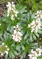Stylidium Palgarup Trigger