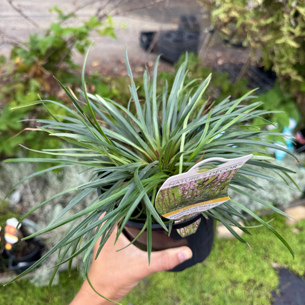 Stylidium Pinkasaurus