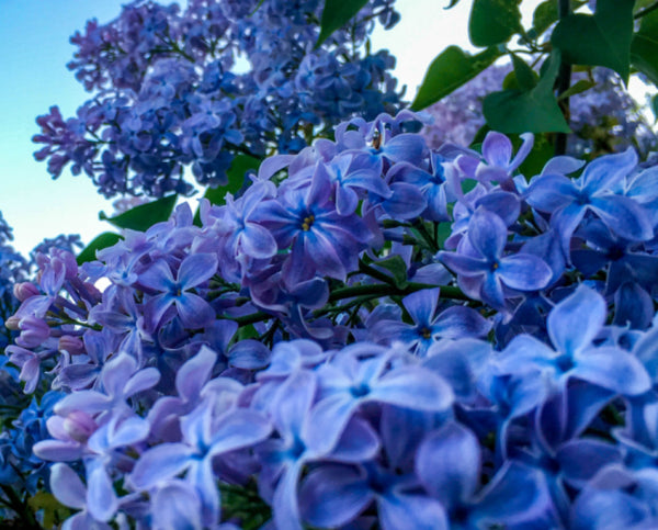 Syringa intermedia Blue Hyacinth