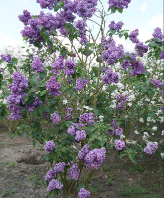 Clarke's Giant Lilac