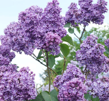 Clarke's Giant Lilac