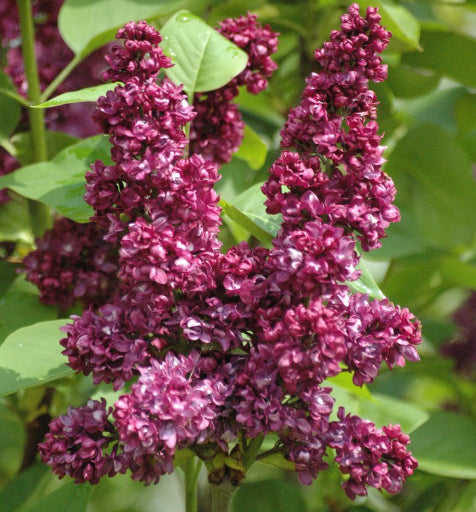 Syringa vulgaris 'Charles Joly' Lilac