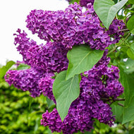 Syringa vulgaris 'Charles Joly' Lilac