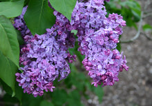 Load image into Gallery viewer, Syringa vulgaris Congo Lilac
