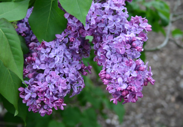 Syringa vulgaris Congo Lilac