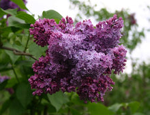 Load image into Gallery viewer, Syringa vulgaris Congo Lilac
