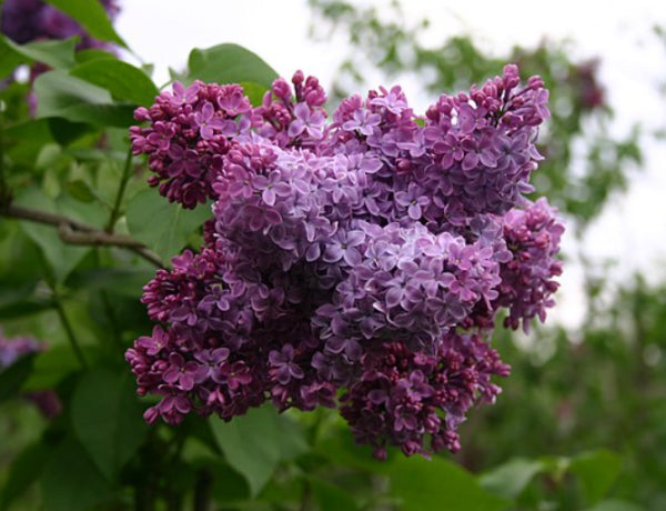 Syringa vulgaris Congo Lilac