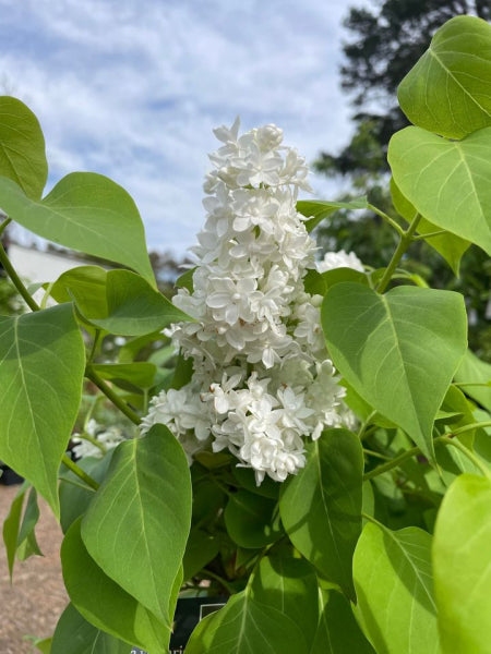 Syringa vulgaris 'Cora Brandt' Lilac