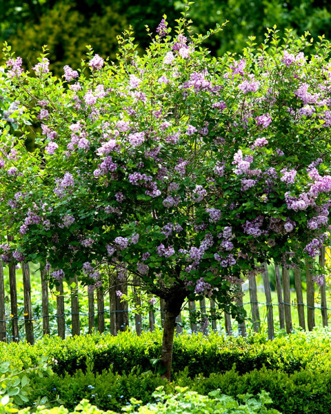 Syringa vulgaris Katherine Havemeyer