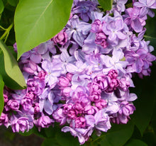 Load image into Gallery viewer, Syringa vulgaris Katherine Havemeyer
