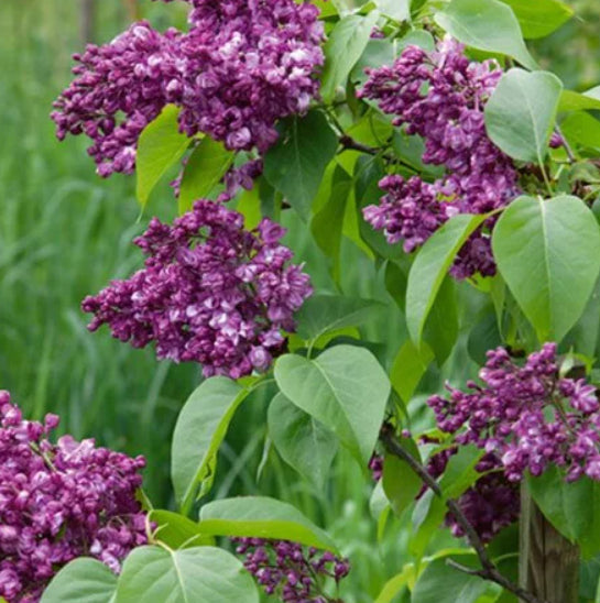 Mrs Edward Harding Lilac