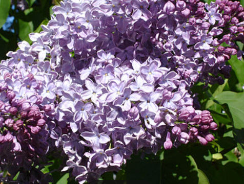 Mrs Edward Harding Lilac