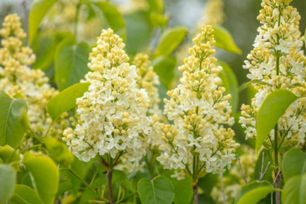 Syringa vulgaris Primrose