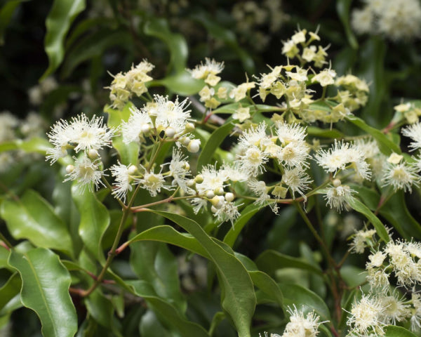 Syzygium anisatum 'Aniseed Myrtle' Tucker Bush