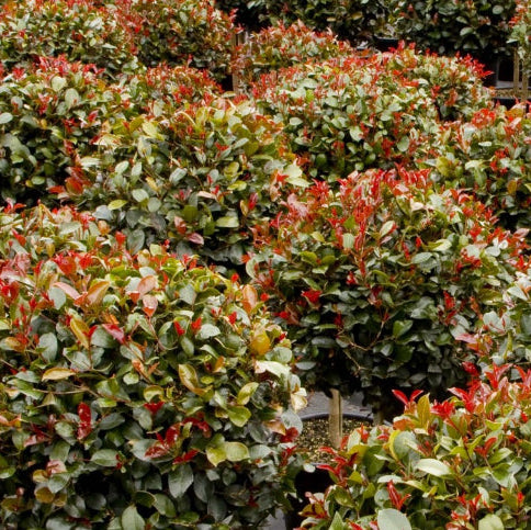 Syzygium australe Big Red PBR