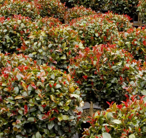 Syzygium australe Big Red  PBR