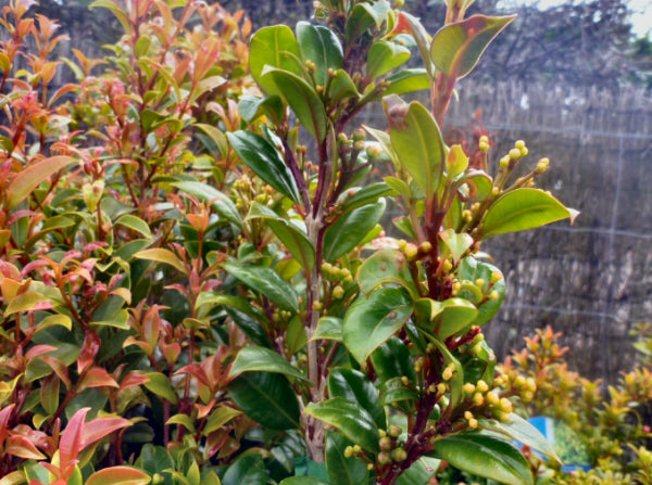 Syzygium australe Cheetah