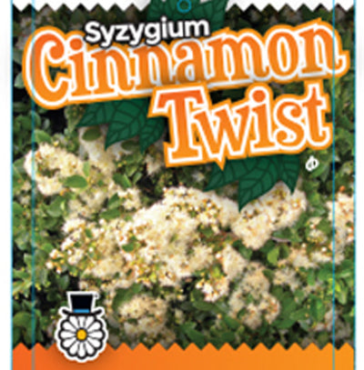 Syzygium australe Cinnamon Twist