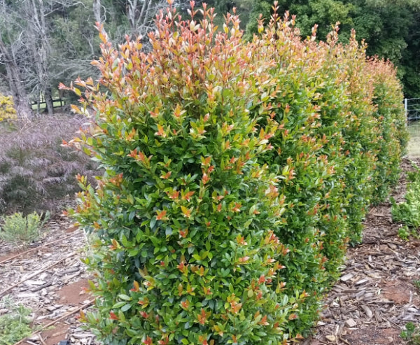 Syzygium australe Hinterland Gold