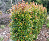 Syzygium australe Hinterland Gold