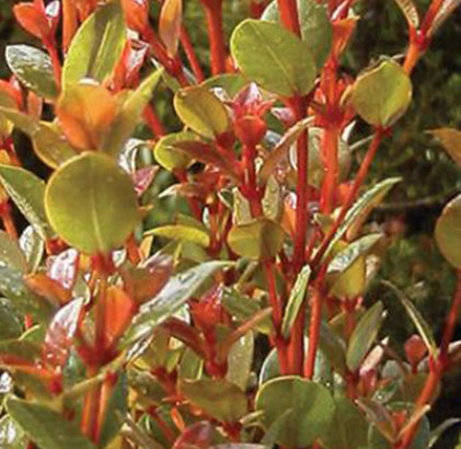 Syzygium australe Orange Twist