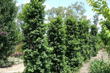 Load image into Gallery viewer, Syzygium australe (SAN01) PBR Straight and Narrow tm
