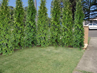 Syzygium australe (SAN01) PBR Straight and Narrow tm