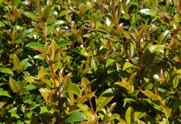 Syzygium australe Superior (Psyllid Free)