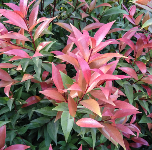 Syzygium australe Toffee Apple