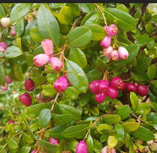 Syzygium australe Bush Cherry Bush Tucker
