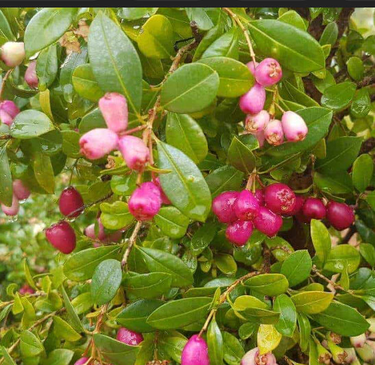 Syzygium australe  {Tucker Bush - Bush Cherry}