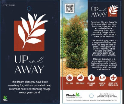 Syzygium australe Up and Away PBR