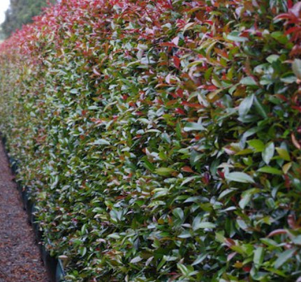 Syzygium australe Winter Lights