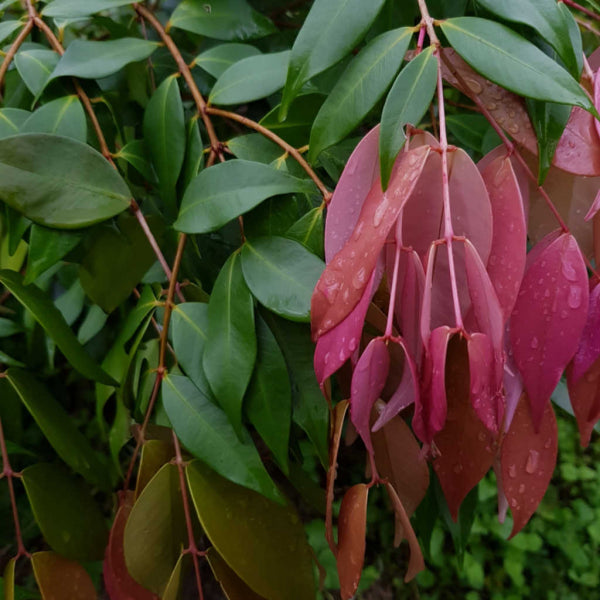 Syzygium Cascade