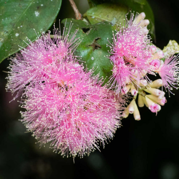 Syzygium Cascade