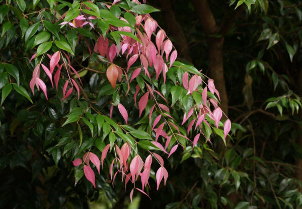Syzygium luehmannii Pink Tips