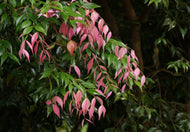 Syzygium luehmannii Pink Tips